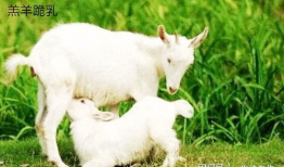 最新吃瓜爆料小羊图片大全,小羊图片大全大揭秘！